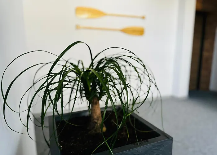 Flauta Lejlighed Jastrzębia Góra